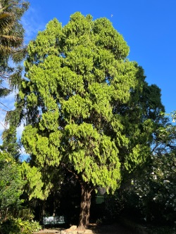 Chinese cypress tree