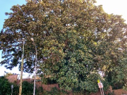 Moreton Bay Fig