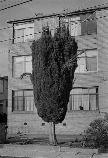 Brunswick North, 2019 by Matthew Dunne. Matthew is a photographic artist living and working in Melbourne, Australia. Drawing his background in Literature, his work focuses on the relationship between humanity and nature, specifically how the natural world is altered, changed and forced to adapt to the unexamined decisions of billions. Matthew uses the camera to untangle the endless facets to how the morass of human civilisation is interwoven, connected, separate and domineering of all other life.
