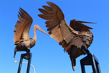 Pelicans by Folko Kooper