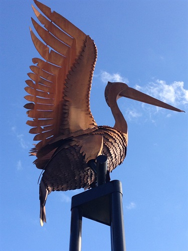 Pelicans by Folko Kooper