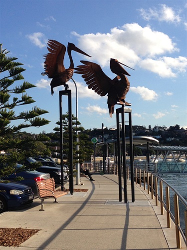 Pelicans by Folko Kooper