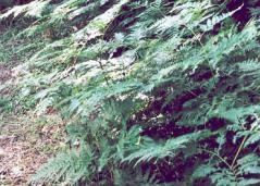 Bracken ferns