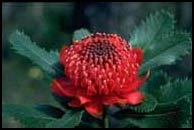 Waratah flower