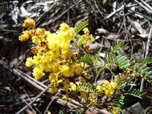 Sunshine wattle (Acacia terminalis)