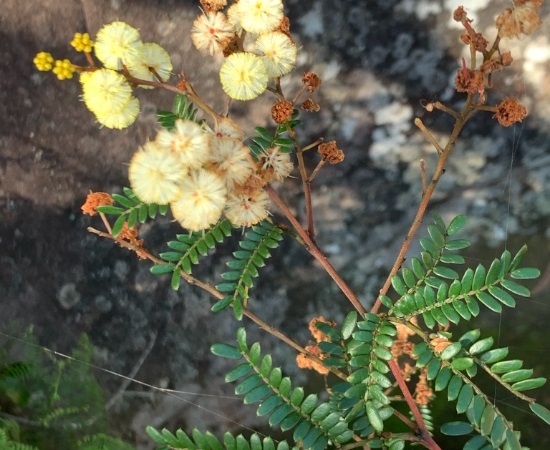 Acacia Terminalis