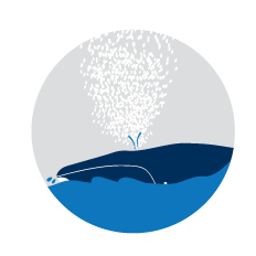 Ilustration of whale blowing