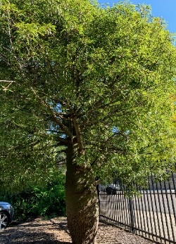 Bottle Tree Double Bay