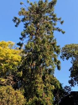 Bunya Pine