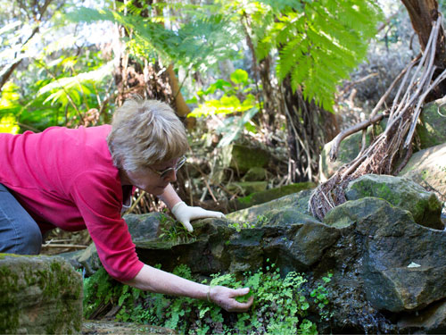 Bushcare