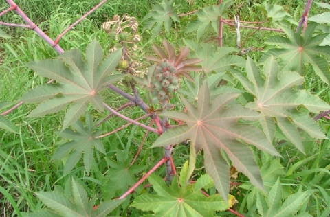 Castor Oil Plant Ricinus communis