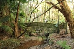cooper park bush regen