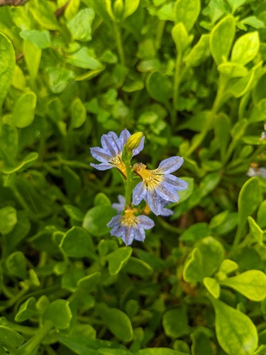 Dune Fan Flower (Scaevola calendulacea)