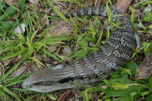 Blue tongue lizard in grass