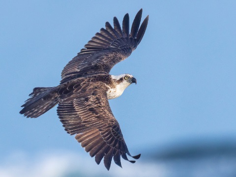 Eastern Osprey