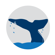 Ilustration of whale with tail up