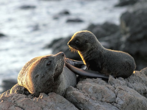 Fur seals