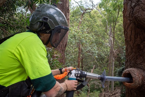 Man drilling hollow in tree