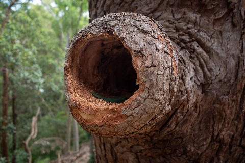 hollow created in tree