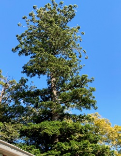 Hoop Pine