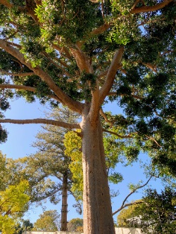 Kauri Pine