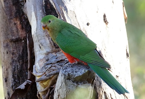 King Parrot photo by David Cook