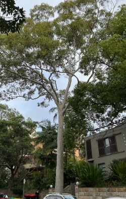 Lemon-scented gum