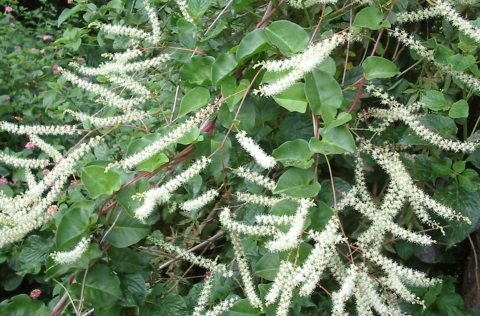 Madeira vine with flowers