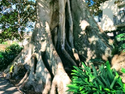 Moreton Bay Fig