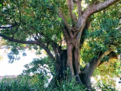 Moreton Bay Fig at Redleaf