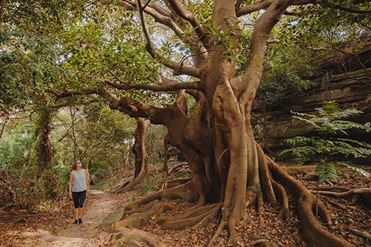 fig tree