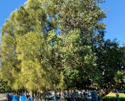 Cluster of Natives