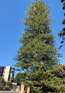 Norfolk Island Pine