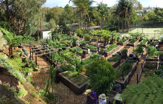 Paddington community garden aerial view of plots