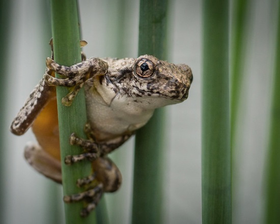 Peron's Tree Frog