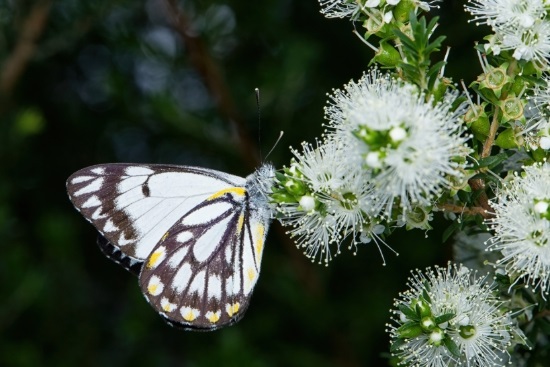 Butterfly pollinating native flowers
