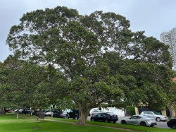 Port Jackson Fig