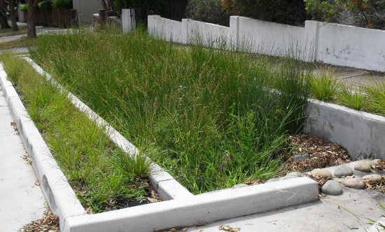 Plants in raingarden