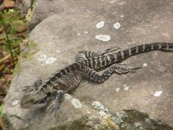 Native animal
