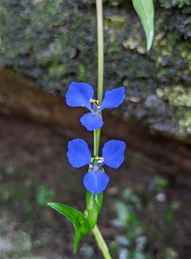 Scurvy Weed (Commelina cyanea)
