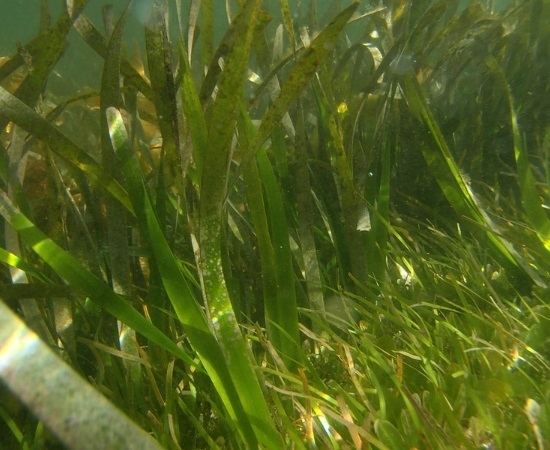 Seagrass