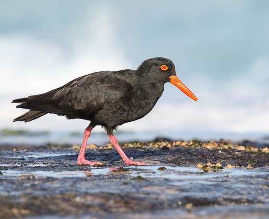 Sooty Oystercatcher