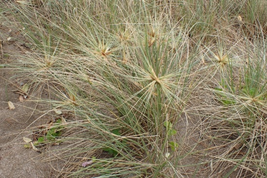 Spinifex flowers