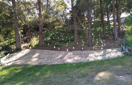 Cooper Park Tree Planting