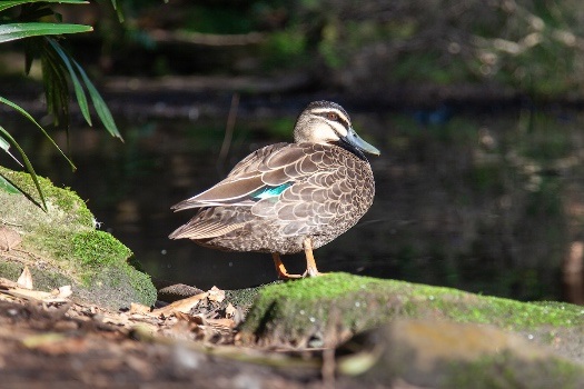 Trumper park duck