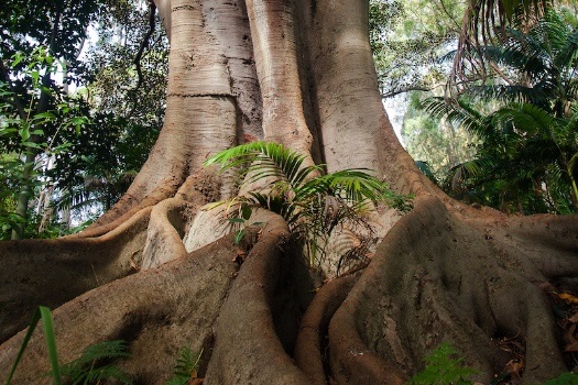 Trumper park fig tree