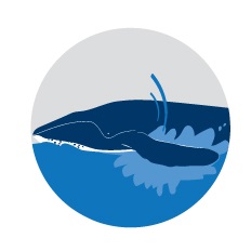 Ilustration of whale slapping