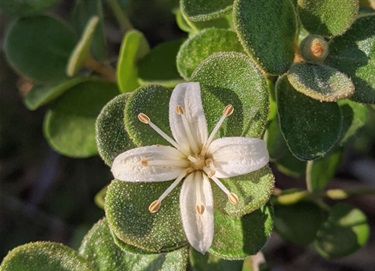 White Correa (Correa alba)