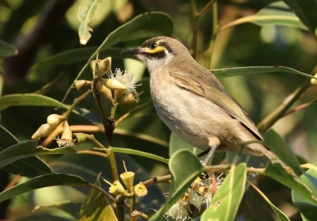 Yellow-faced Honeyeater