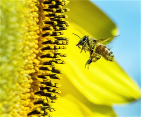 Bee on yellow flower
